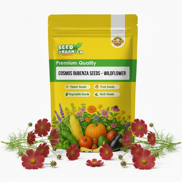 Cosmos Rubenza Seeds – Wildflower
