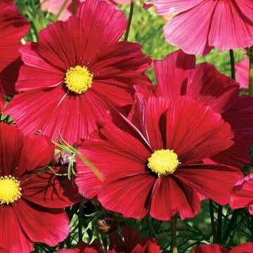 Cosmos Rubenza Seeds – Wildflower