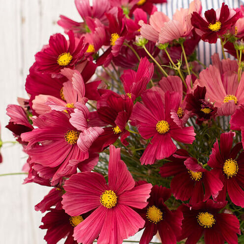 Cosmos Rubenza Seeds – Wildflower