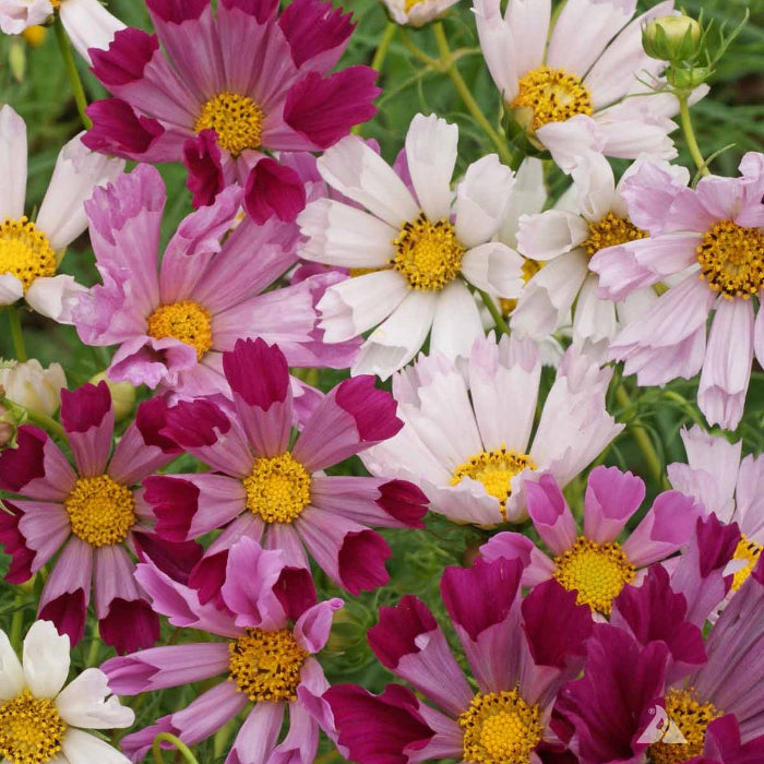 Cosmos Seeds – Sea Shells Bipinnatus
