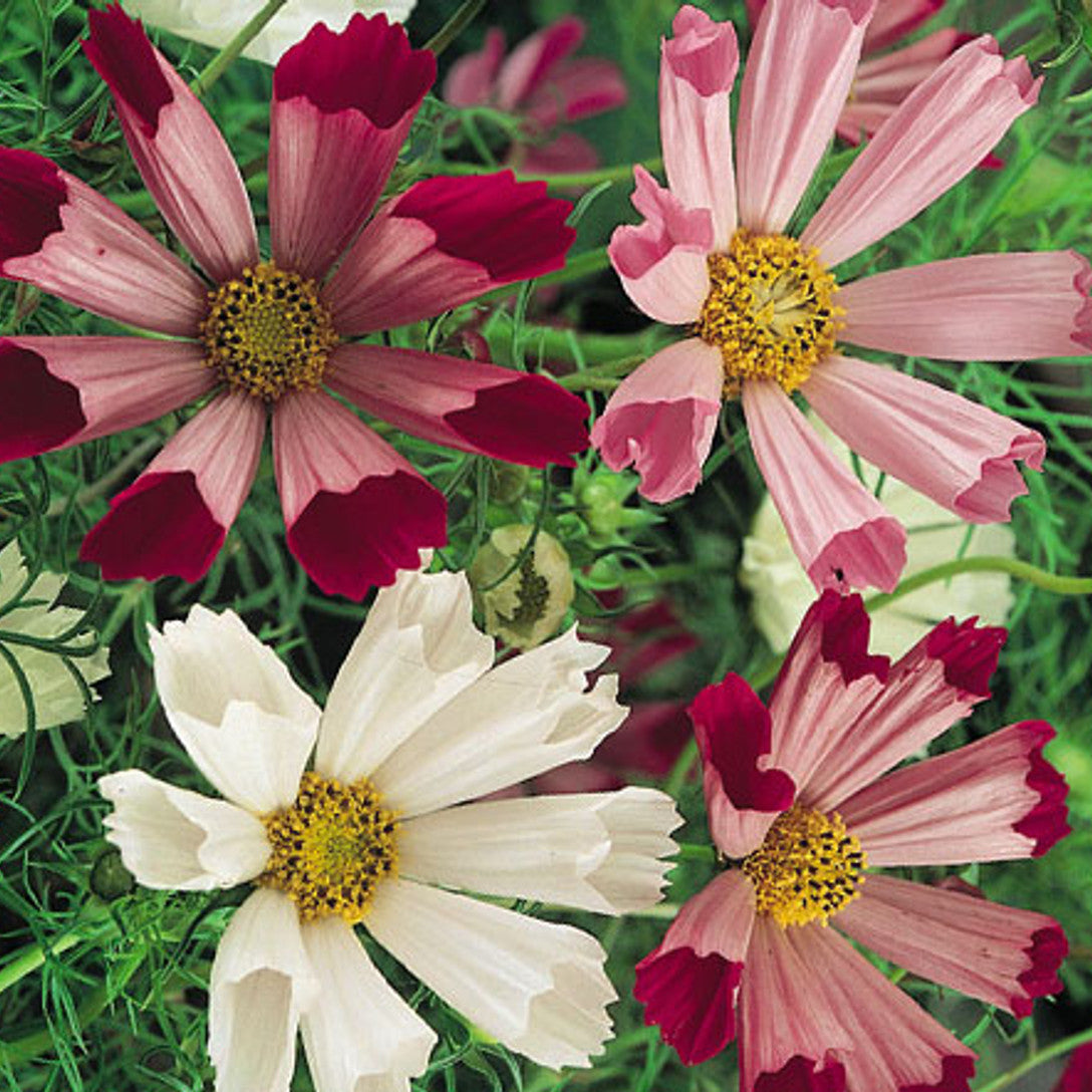 Cosmos Seeds – Sea Shells Bipinnatus
