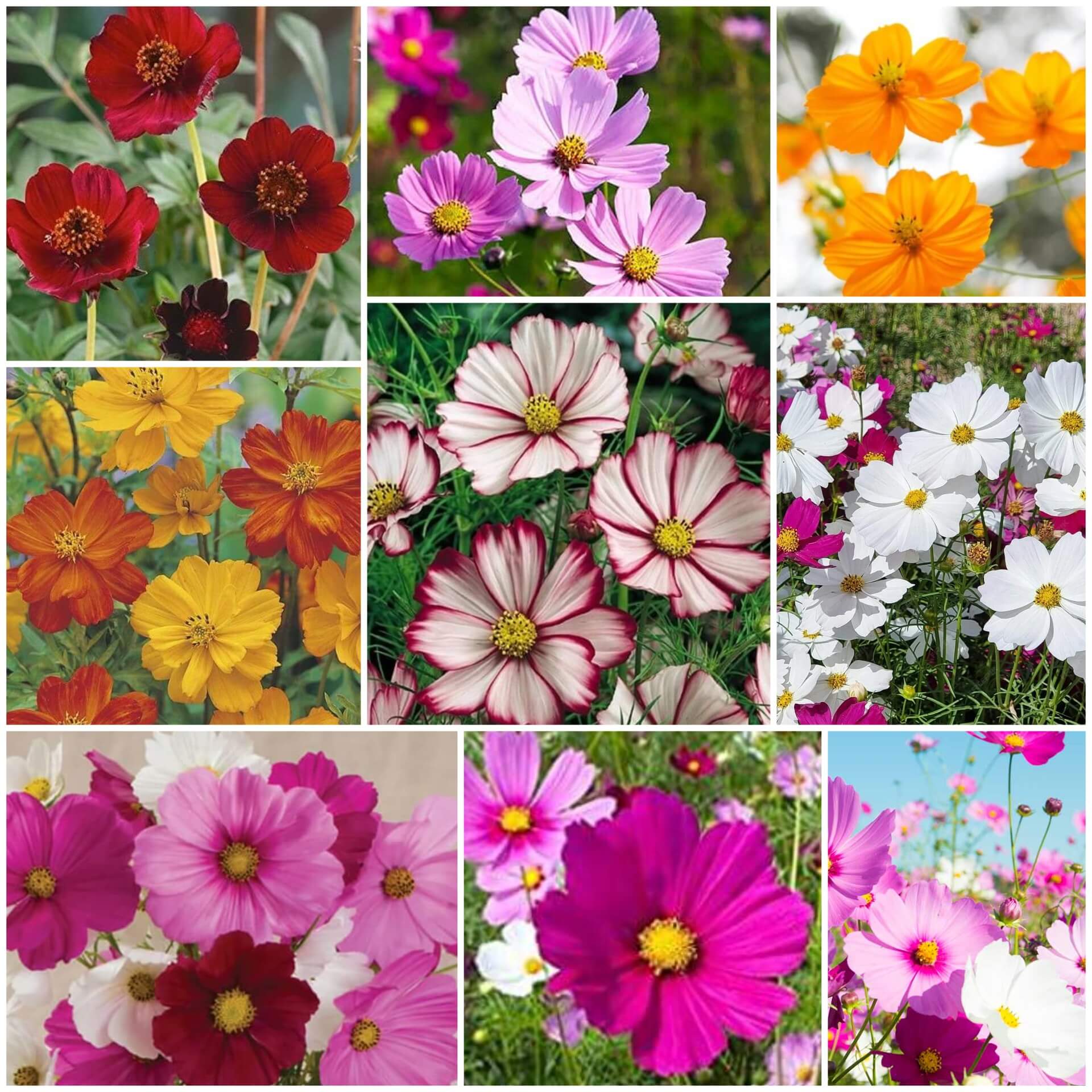Cosmos Seeds - All In One For Home Gardens