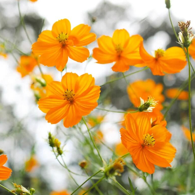 Cosmos Seeds - All In One For Home Gardens