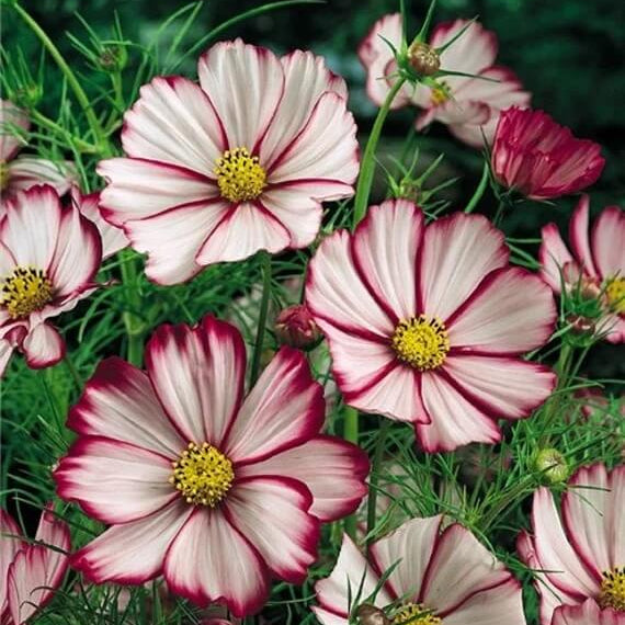 Cosmos Seeds - All In One For Home Gardens