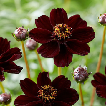 Cosmos Seeds – Chocolate Cosmos
