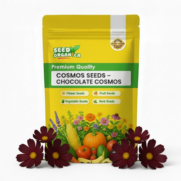 Cosmos Seeds – Chocolate Cosmos