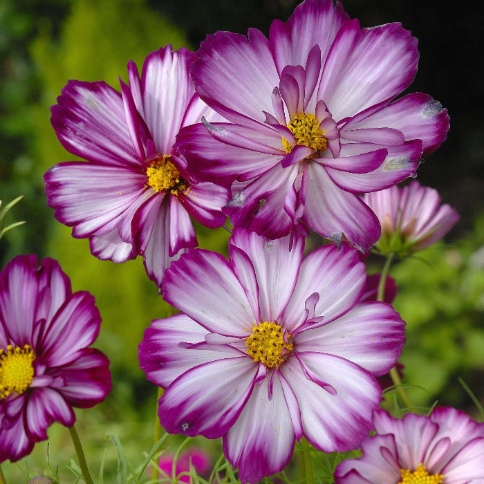 Cosmos Seeds – Fizzy Rose Picotee
