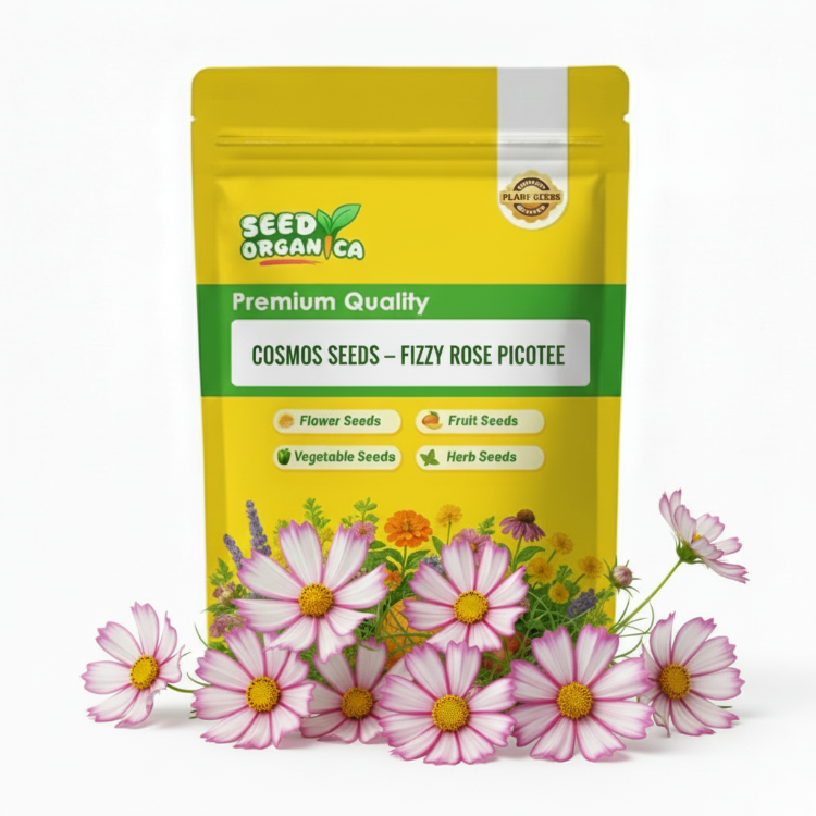 Cosmos Seeds – Fizzy Rose Picotee