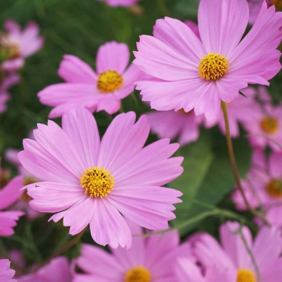 Cosmos Seeds – High Yield Hybrid
