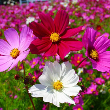 Cosmos Seeds – Mixed
