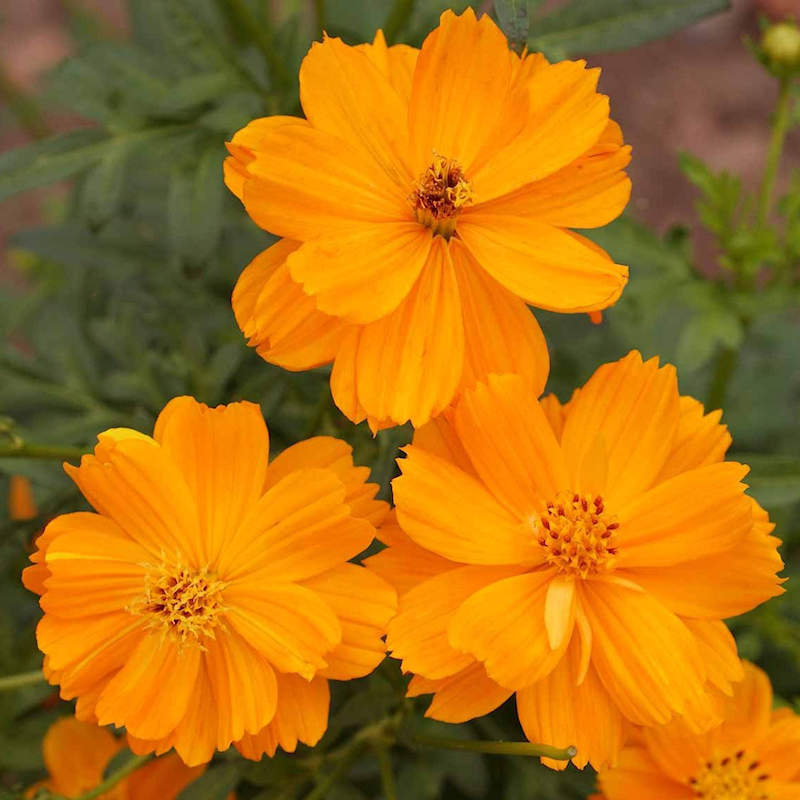 Cosmos Seeds – Orange
