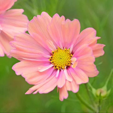 Cosmos Seeds – Peach
