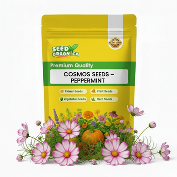 Cosmos Seeds – Peppermint