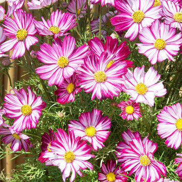 Cosmos Seeds – Peppermint Twist Bi-Color, Drought-Tolerant Annual

