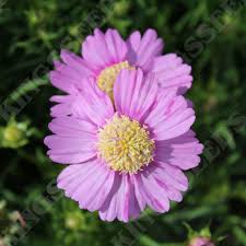 Cosmos Seeds – Popsocks Pink