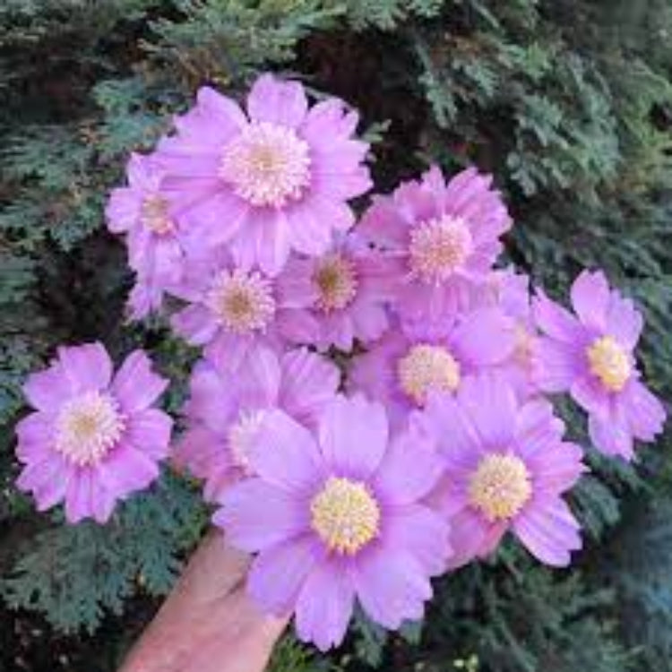 Cosmos Seeds – Popsocks Pink