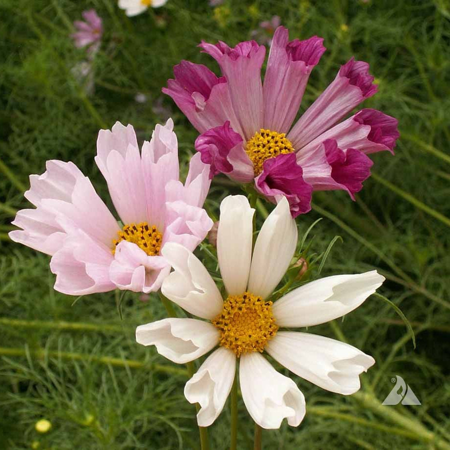 Cosmos Seeds – Sea Shells Bipinnatus
