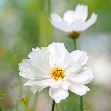 Cosmos Seeds – White
