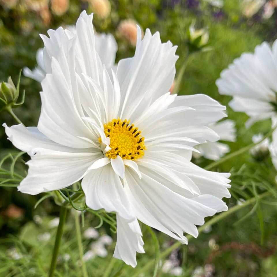 Cosmos Seeds – White