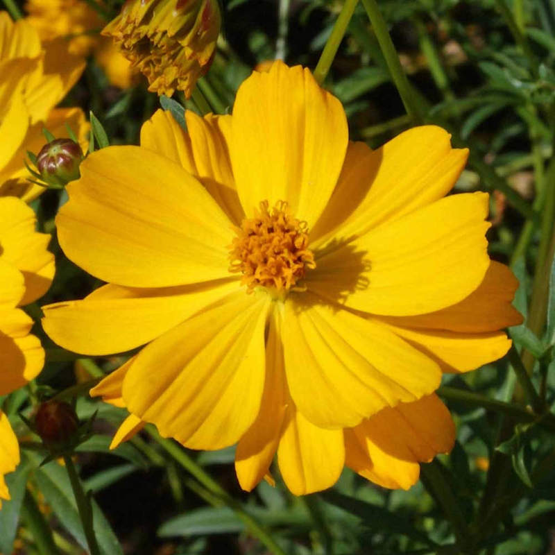 Cosmos Seeds – Yellow