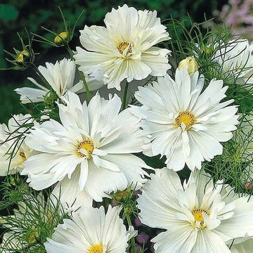 Cosmos Seeds – White