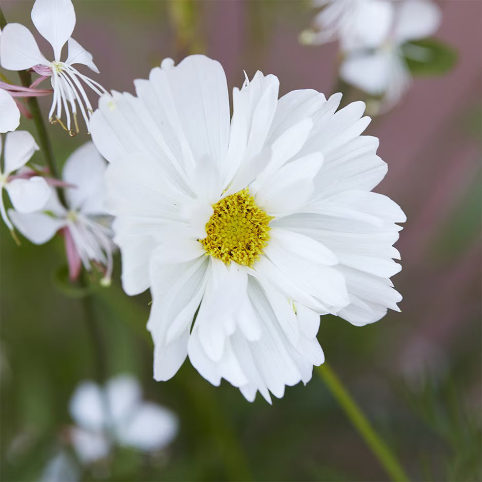 Cosmos Seeds – White
