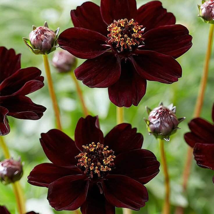 Cosmos Seeds – Wildflower Mix, Heirloom,
