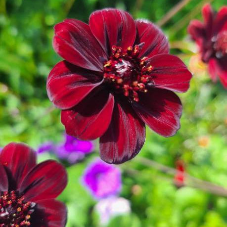 Cosmos Seeds – Wildflower Mix, Heirloom,

