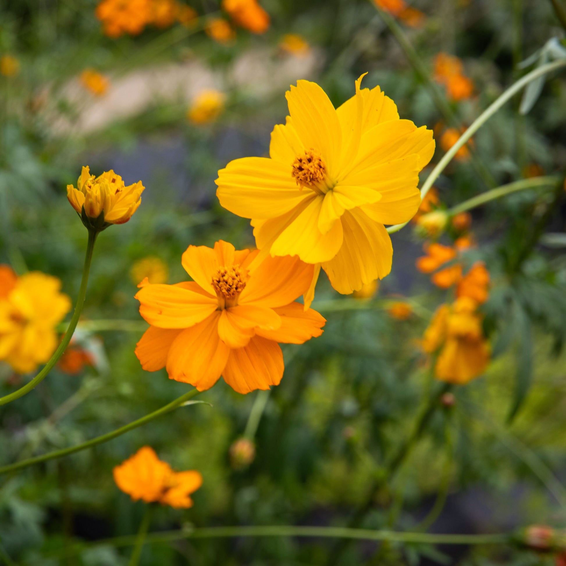 Cosmos Seeds – Yellow