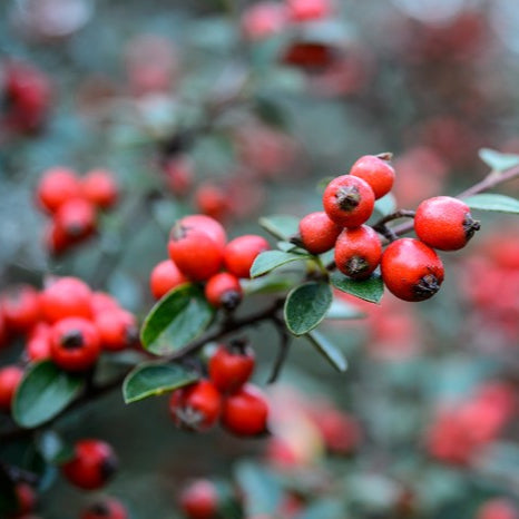 Cotoneaster Seeds – Brown
