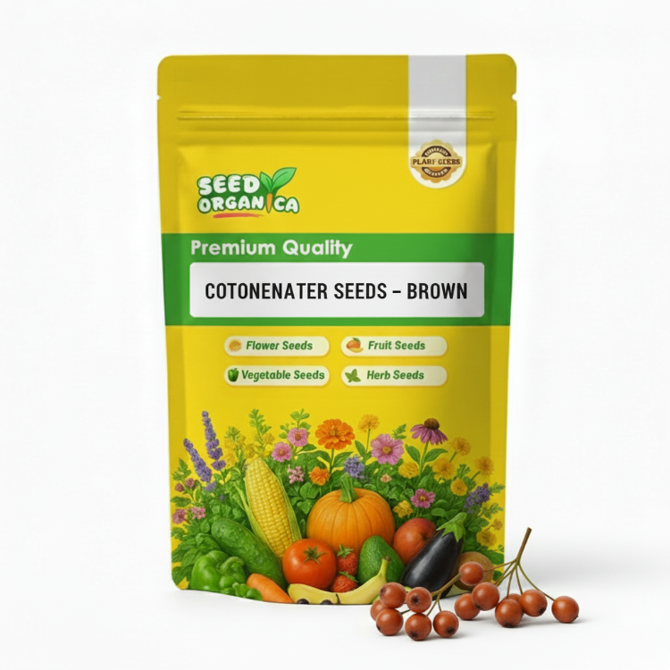 Cotoneaster Seeds – Brown