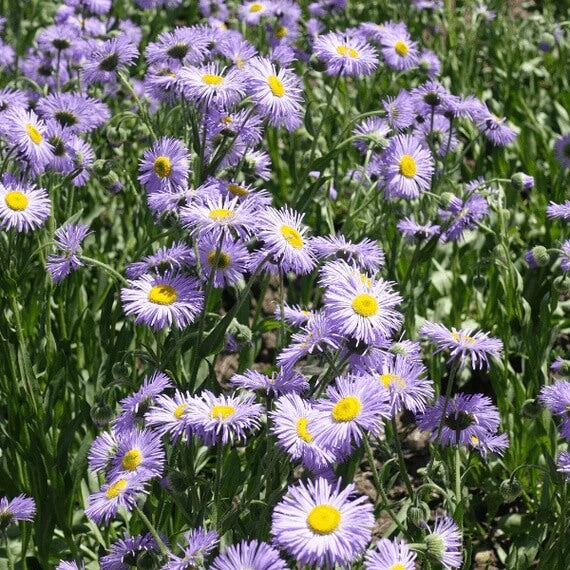 Cottage Garden Daisy Seeds