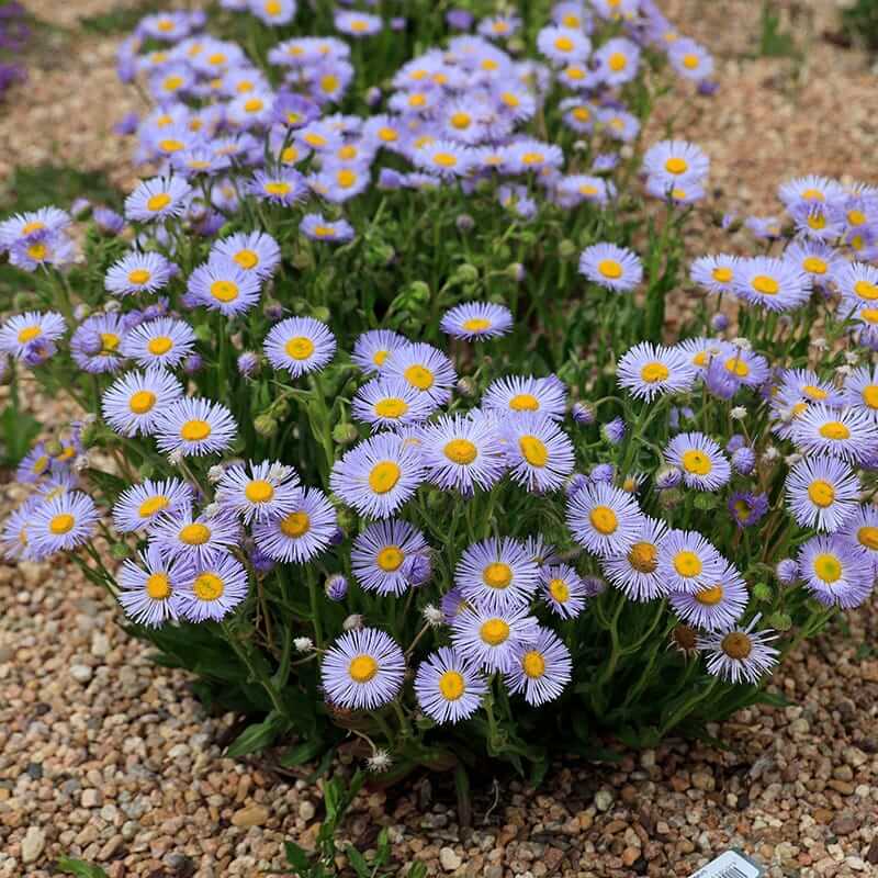 Cottage Garden Daisy Seeds