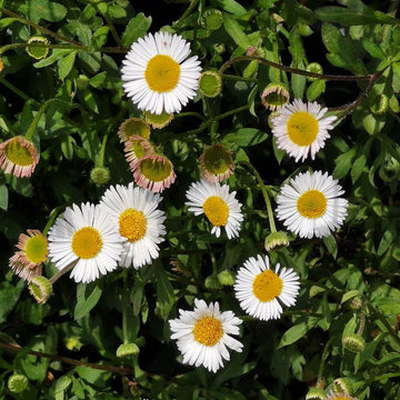 Cottage Garden Daisy Seeds