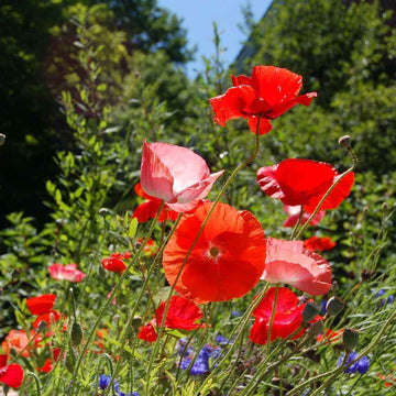 Cottage Garden Poppy Seeds