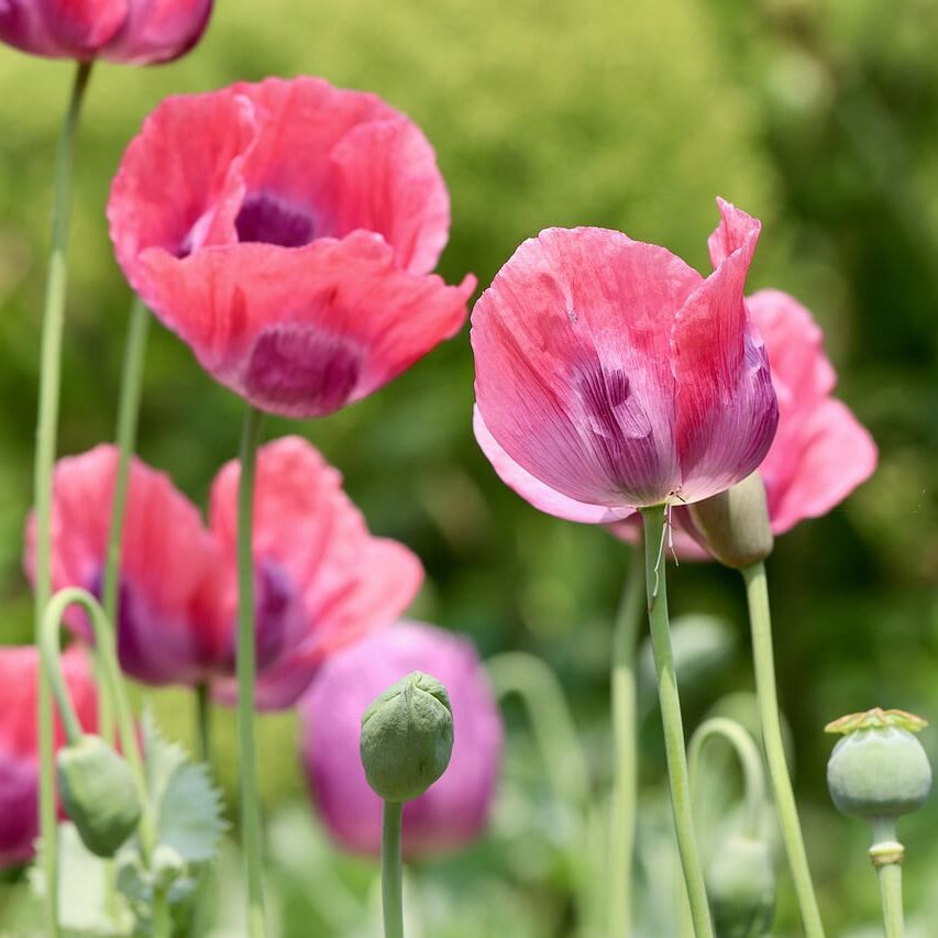 Cottage Garden Poppy Seeds