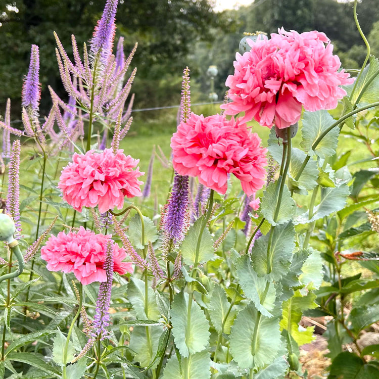 Cottage Garden Poppy Seeds