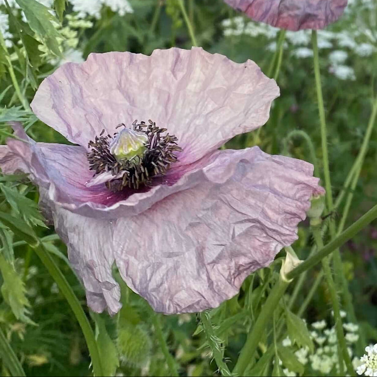 Cottage Garden Poppy Seeds