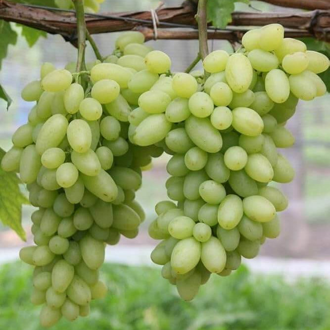 Cotton Candy Grape Seeds - Fruit Plant 