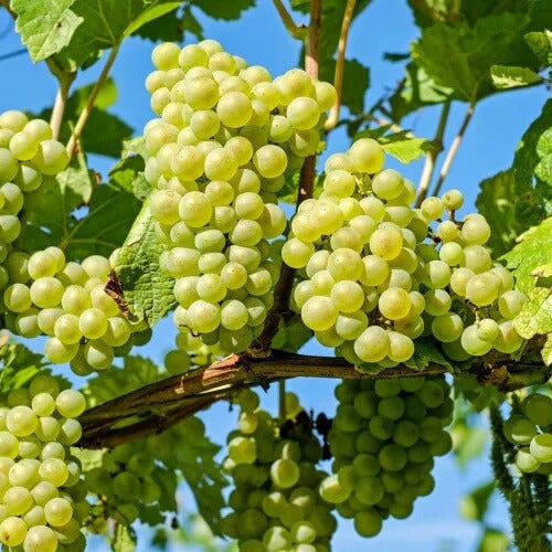 Cotton Candy Grape Seeds - Fruit Plant 