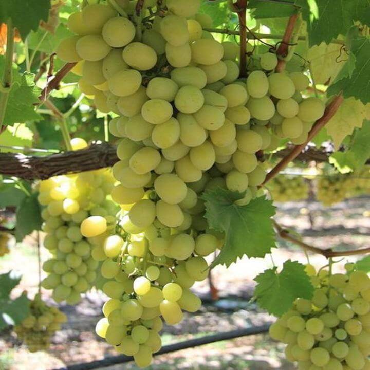 Cotton Candy Grape Seeds - Fruit Plant 