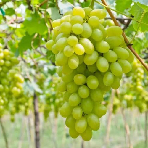 Cotton Candy Grape Seeds - Fruit Plant 