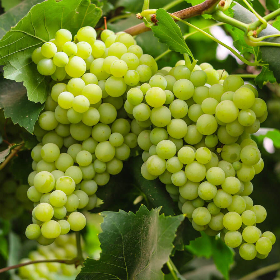 Cotton Candy Grape Seeds - Fruit Plant 