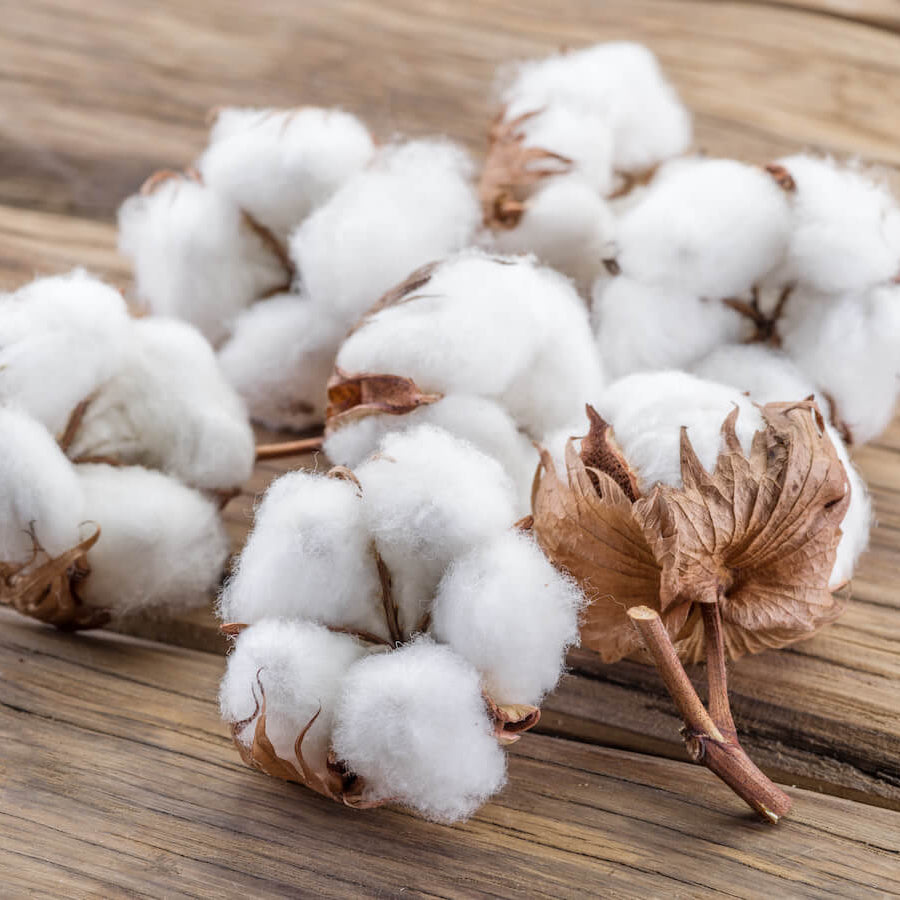 Cotton Seeds – White