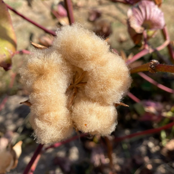 Cotton Seeds – Sea Island Brown

