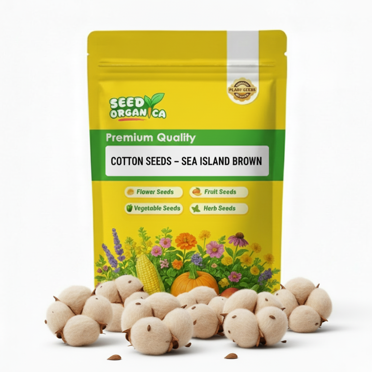 Cotton Seeds – Sea Island Brown