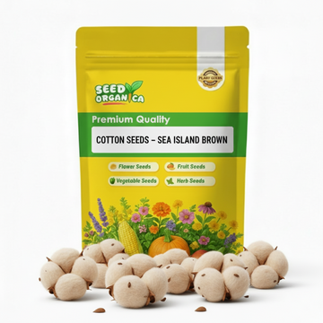 Cotton Seeds – Sea Island Brown