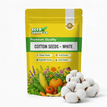 Cotton Seeds – White