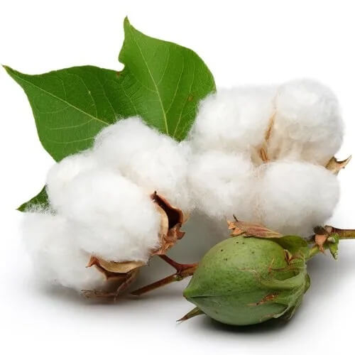 Cotton Seeds – White