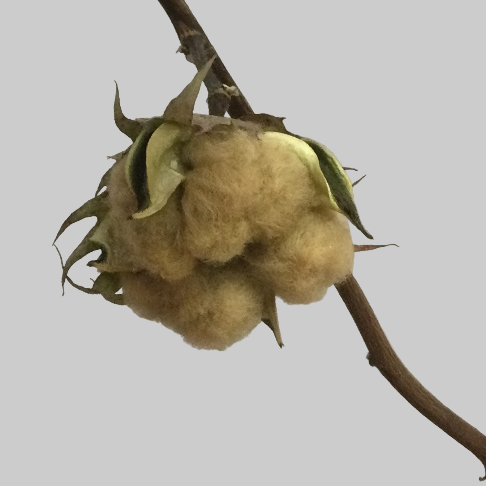 Cotton Seeds – Sea Island Brown
